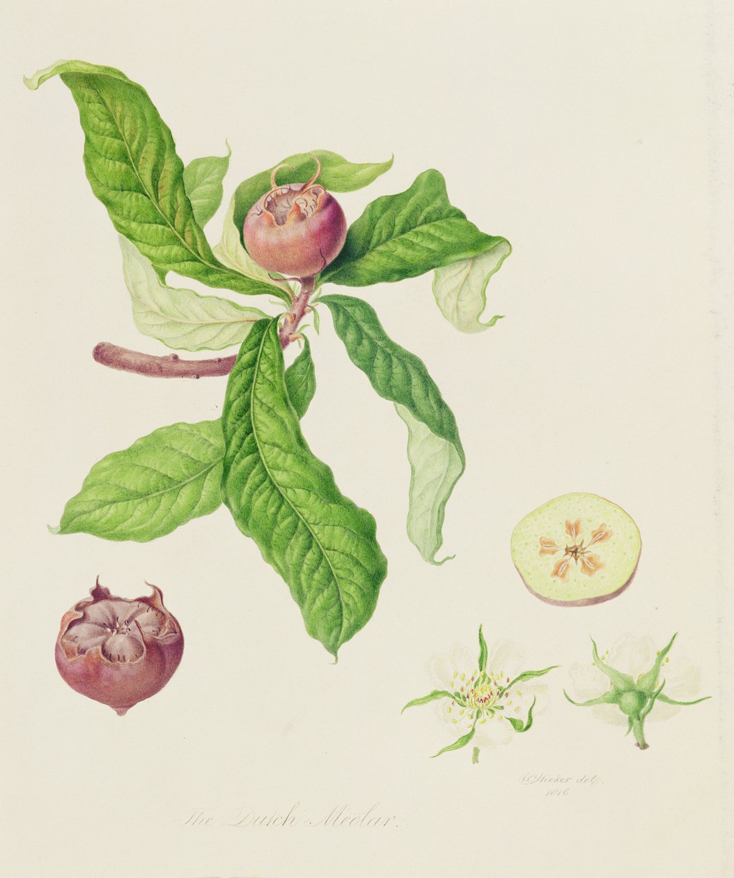 Hollannin mispeli, 1816 tekijältä William Hooker
