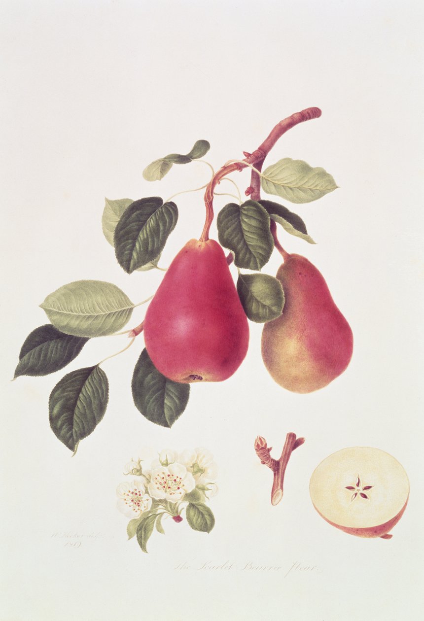 Punainen Beurree-päärynä, 1819 tekijältä William Hooker