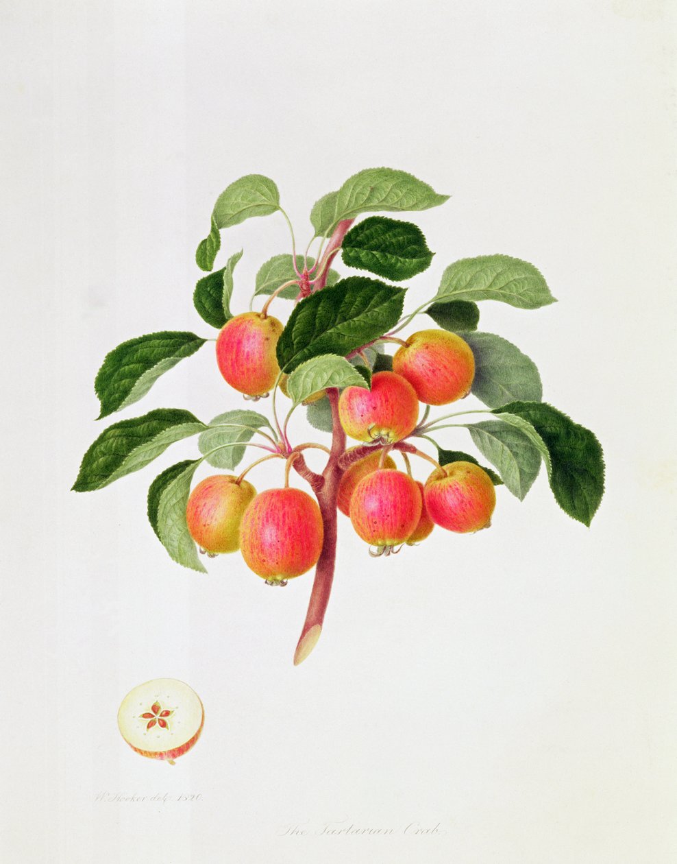 Tartarirapuomena, 1819 tekijältä William Hooker