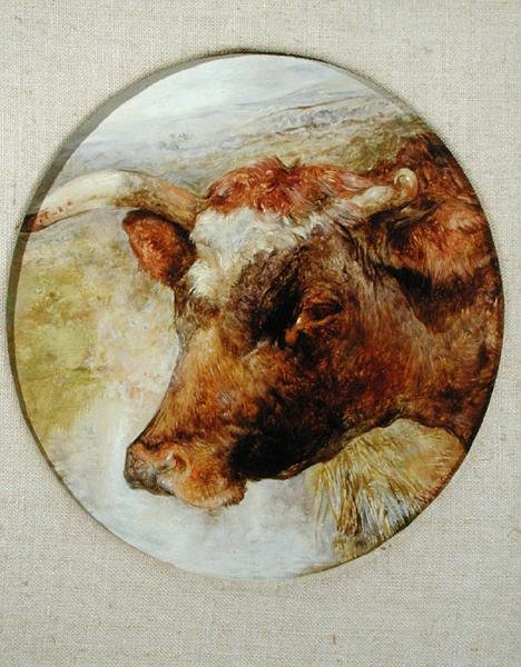 Longhorn-lehmän pää tekijältä William Huggins