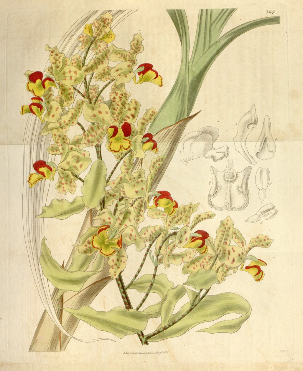 Cyrtopodium punctatum tekijältä William Jackson Hooker