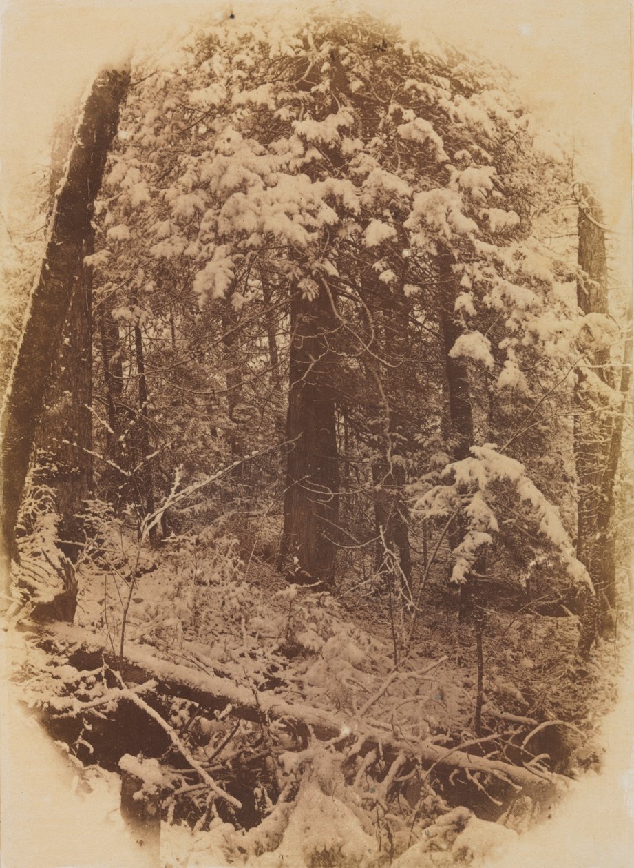 Nimetön (Woods in Snow) tekijältä William James Stillman