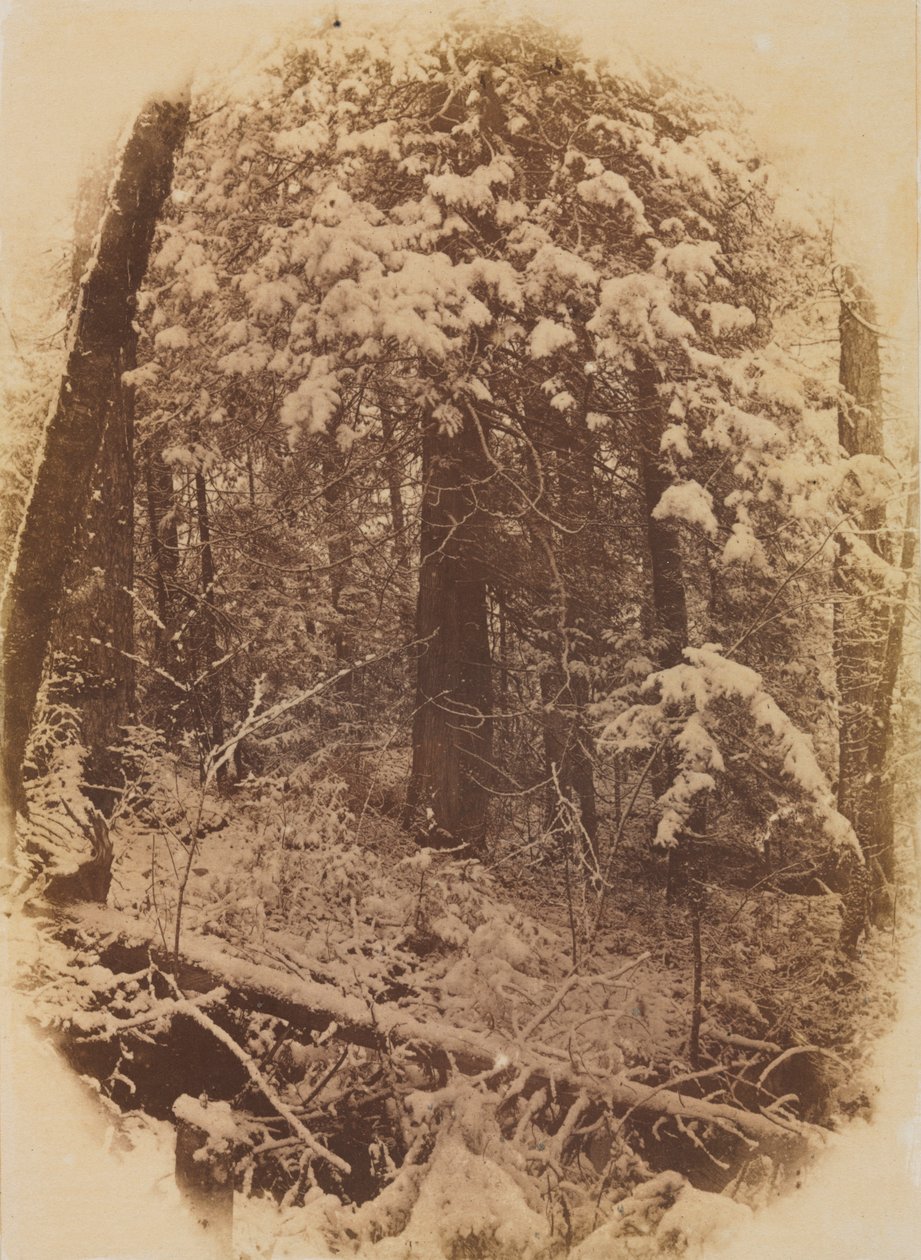 Nimetön Woods in Snow, 1859. tekijältä William James Stillman