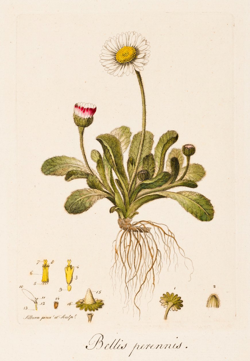 Monivuotiset sodat, Daisy, 1770-1790. tekijältä William Kilburn