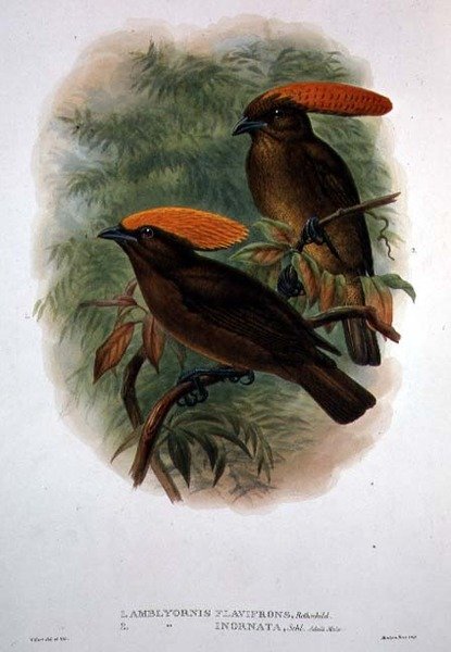 Amblyornis Flavifrons (väri litho) tekijältä William Matthew Hart