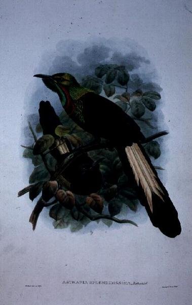 Astrapia Splendidissima (väri litho) tekijältä William Matthew Hart