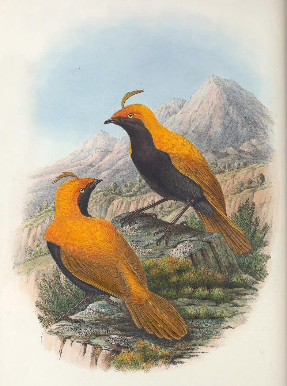Hart Cnemophilus macgregorii sato tekijältä William Matthew Hart