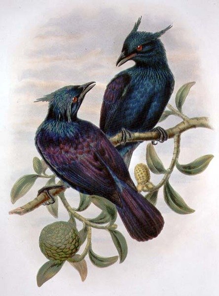 Phonygama Purpureiviolacea (väri litho) tekijältä William Matthew Hart