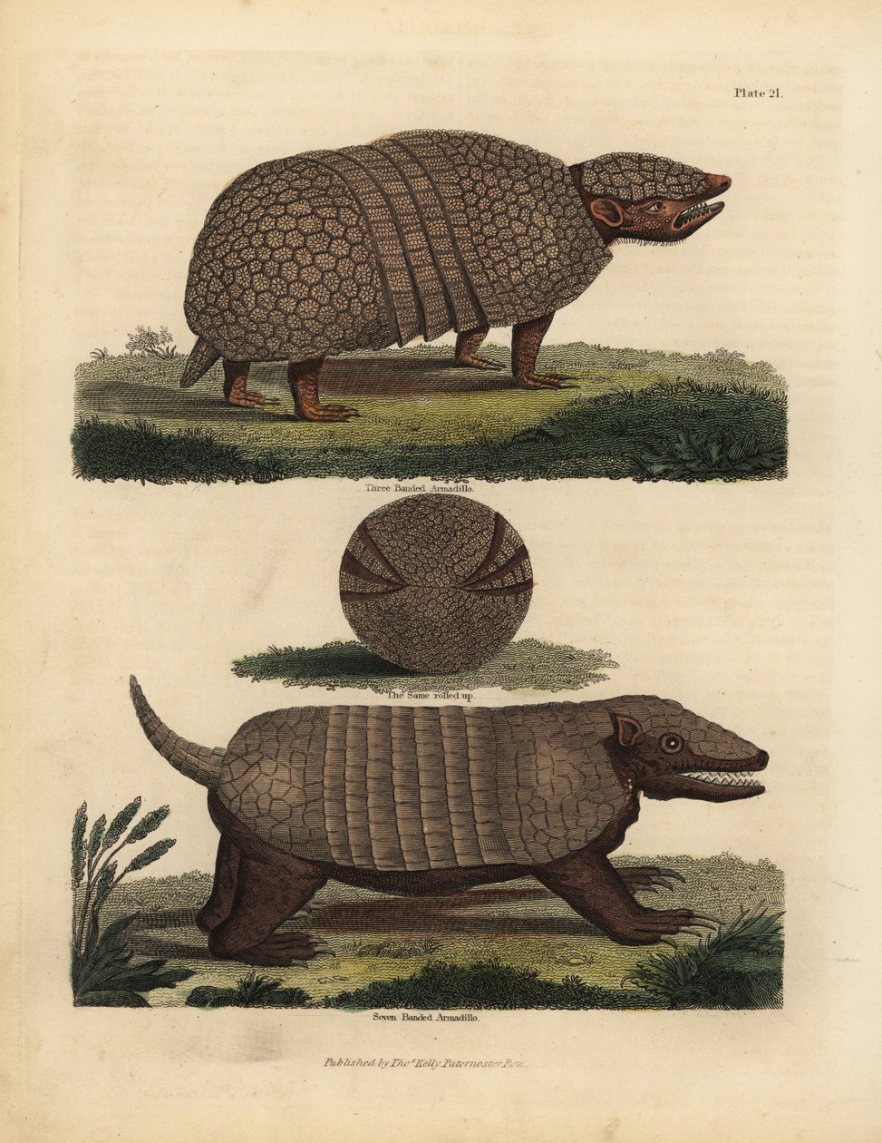 Brasilialainen kolminauhainen armadillo ja seitsennauhainen armadillo. tekijältä William Smellie