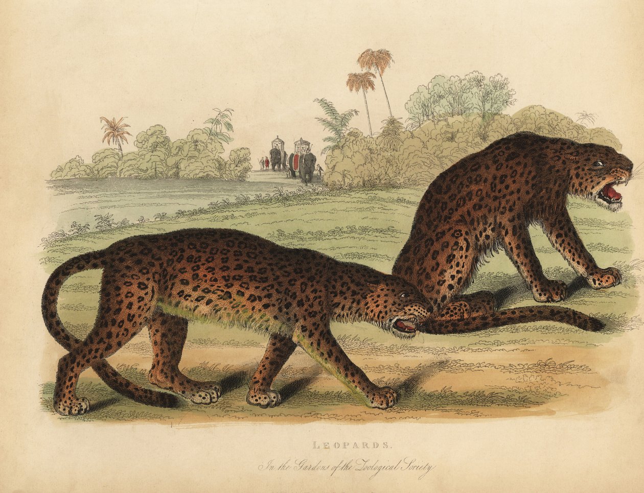 Leopardit, Panthera pardus. tekijältä William Smellie