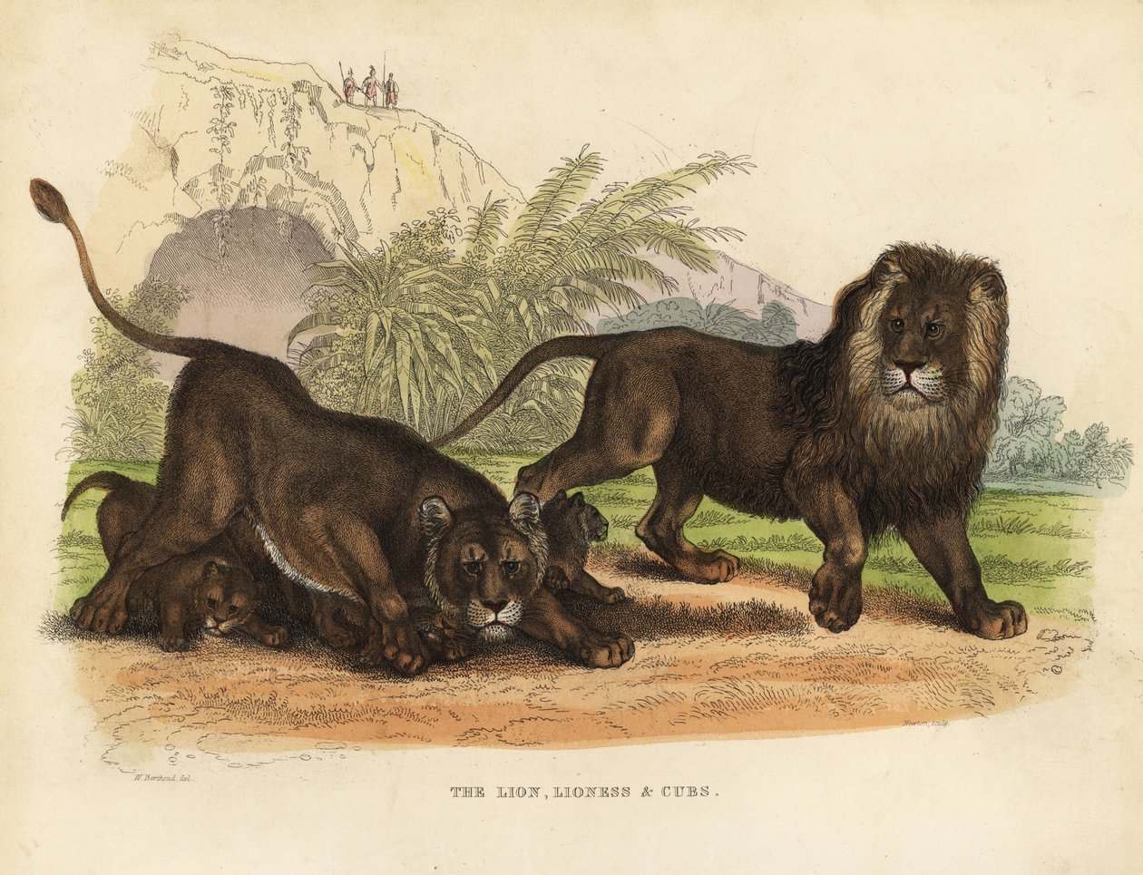 Leijona, leijona ja pennut, Panthera leo. tekijältä William Smellie