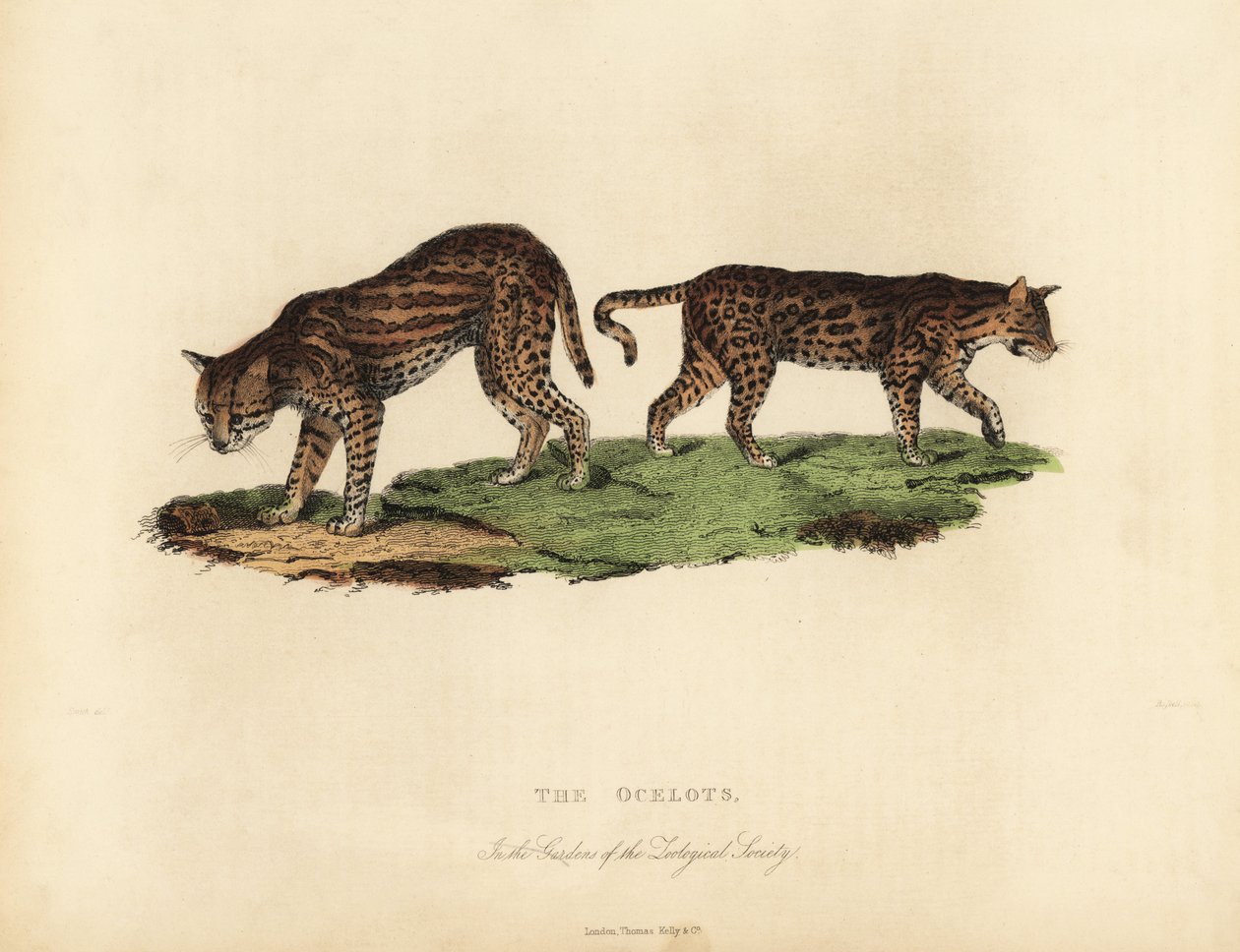 Ocelot, Leopardus pardalis. tekijältä William Smellie