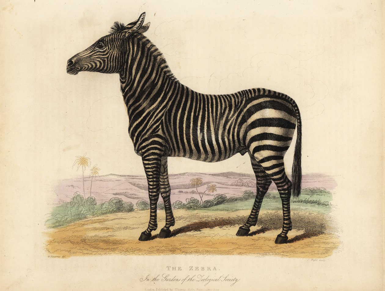 Tasavallan seepra, Quagga-hevonen. tekijältä William Smellie