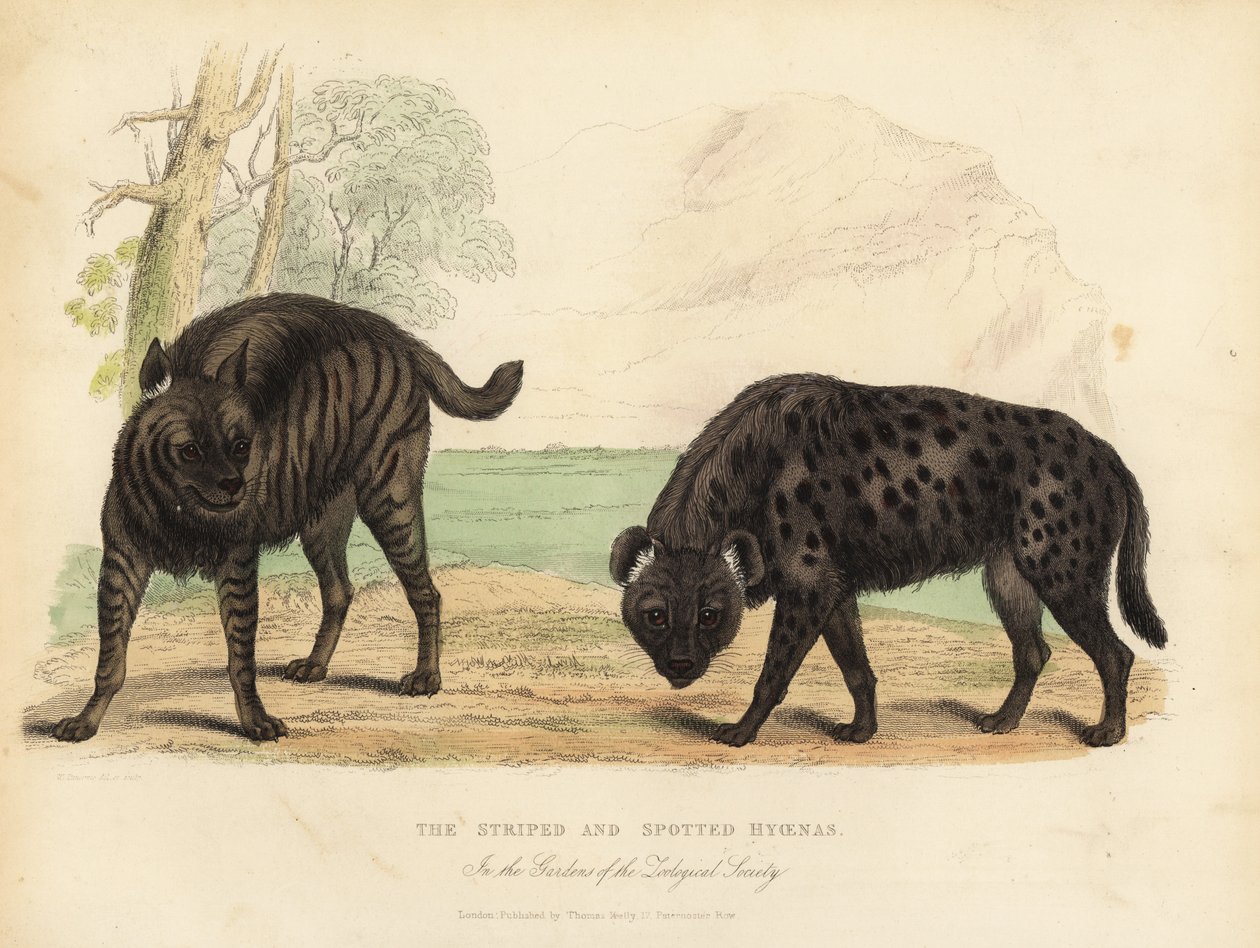 Raidallinen hyena ja täplikäs hyena. tekijältä William Smellie