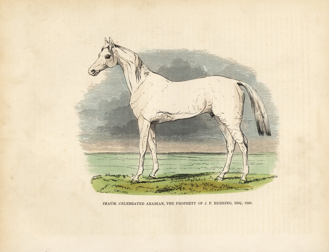 Arabian täysiverinen hevonen Imaum. tekijältä William Smellie