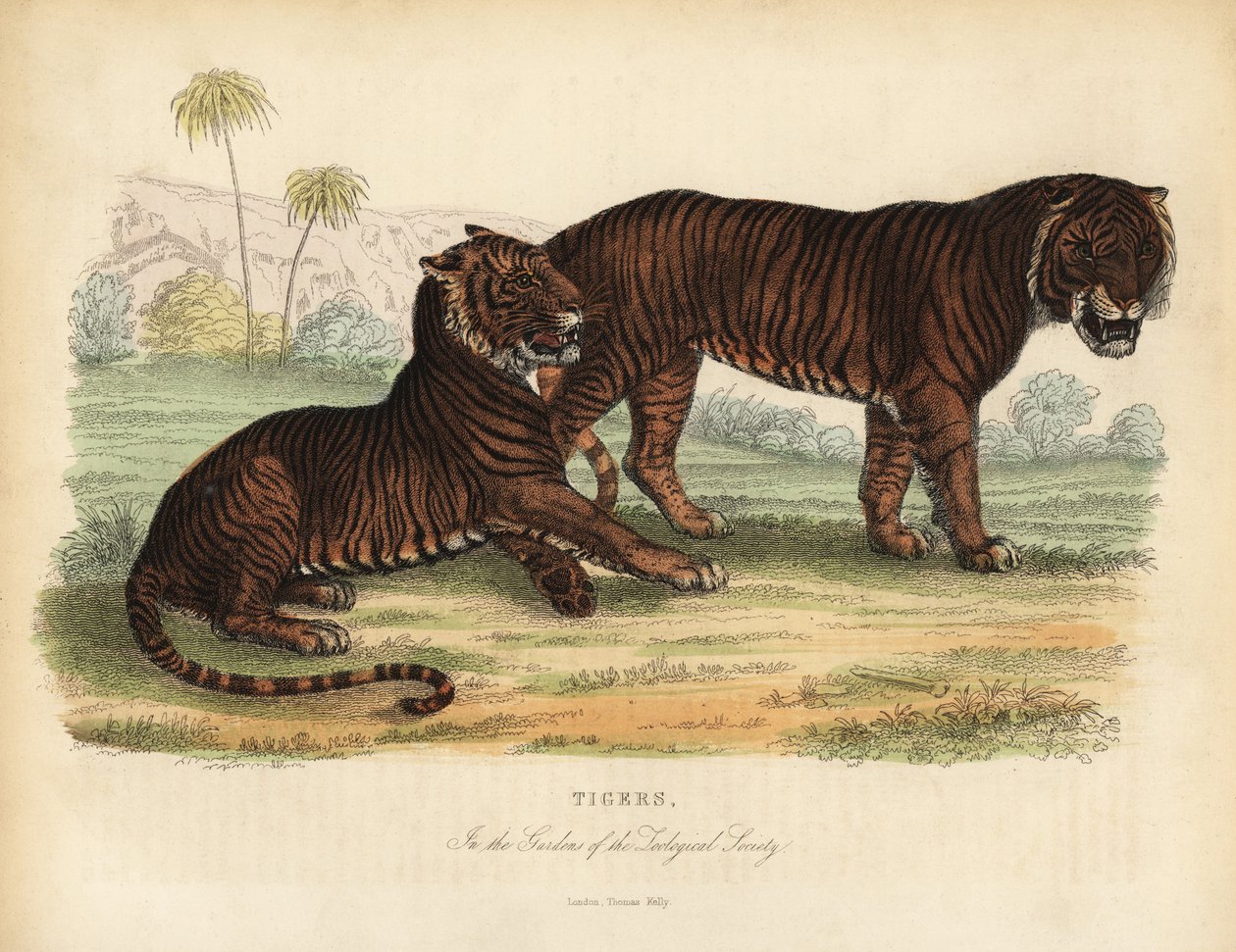 Tiger, Panthera tigris, uhanalainen. tekijältä William Smellie
