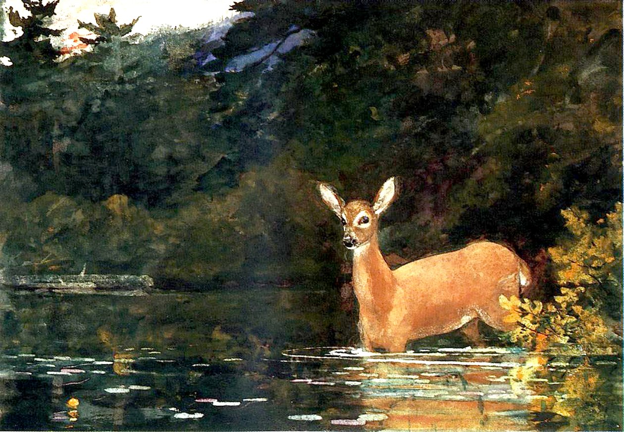 A Doe, 1889 tekijältä Winslow Homer