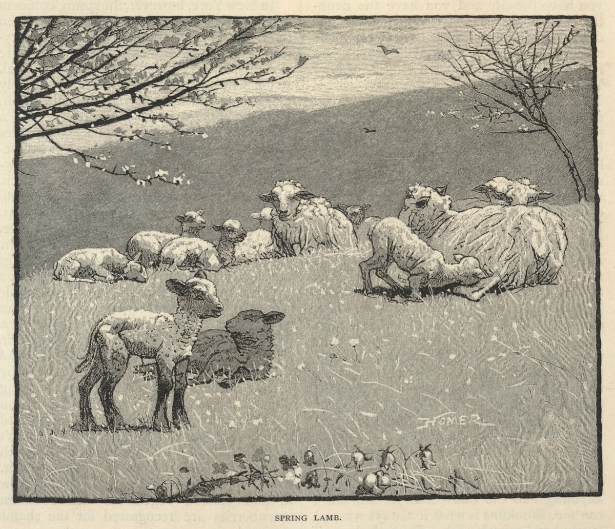 Kevätlammas, Scribner