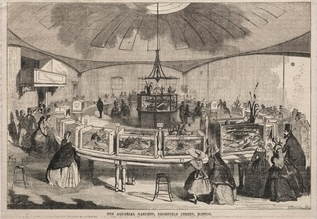 Aquarial Gardens, Bromfield Street, Boston, 1859. tekijältä Winslow Homer