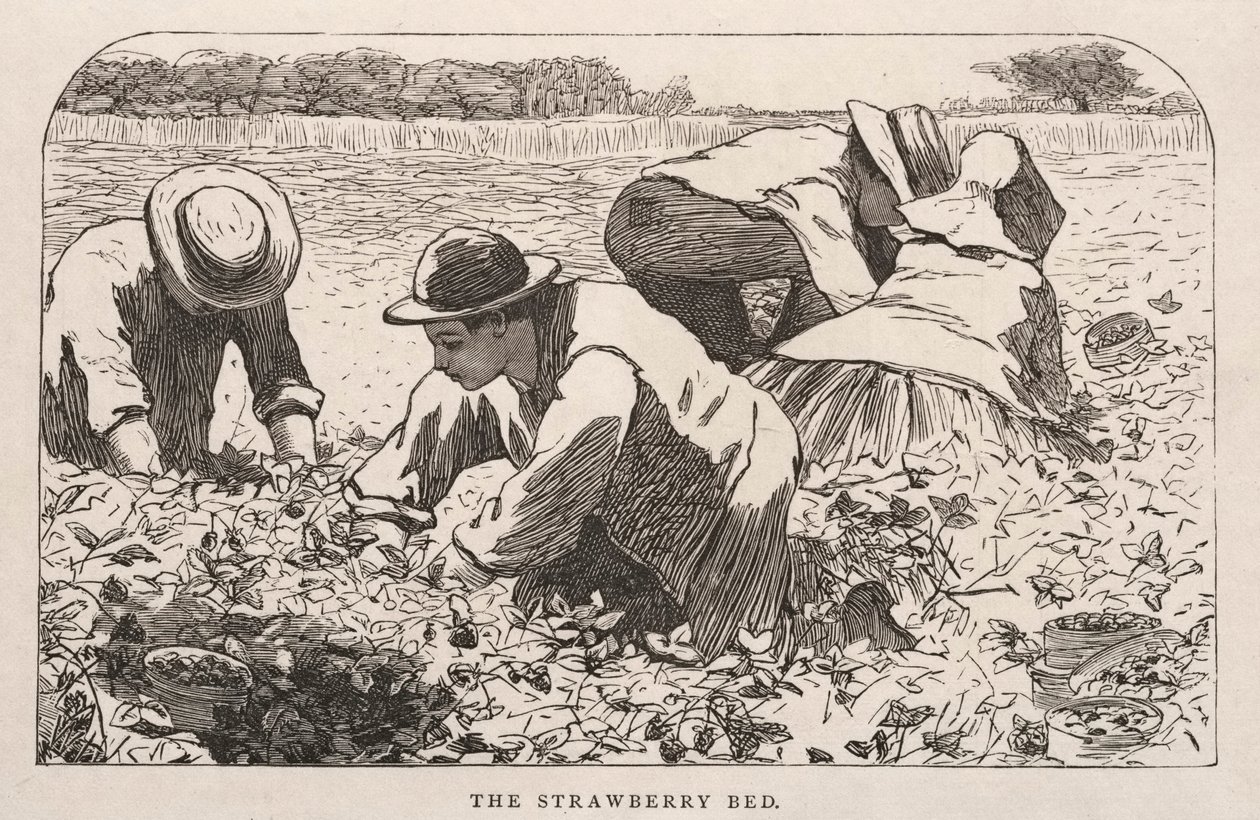 Mansikka sänky tekijältä Winslow Homer