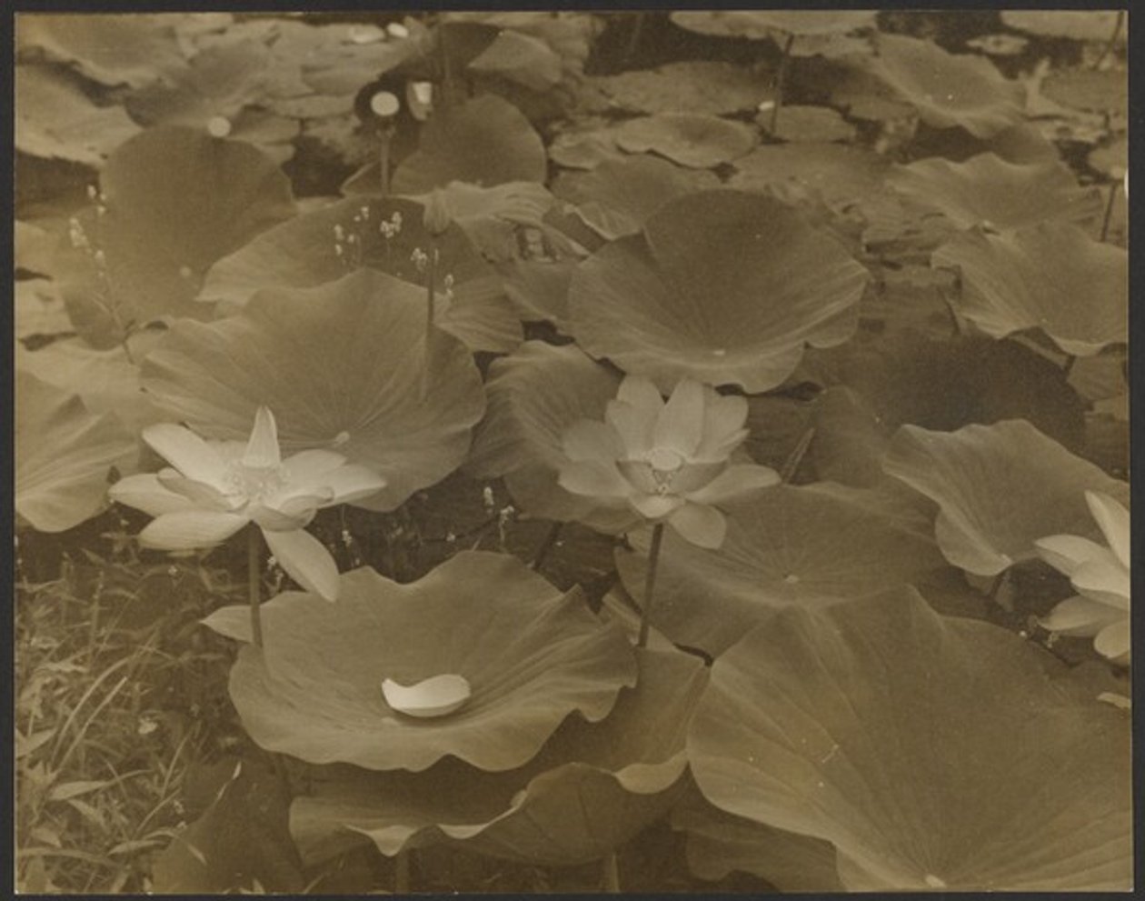 [Lotus]. tekijältä Yasuo Kuniyoshi