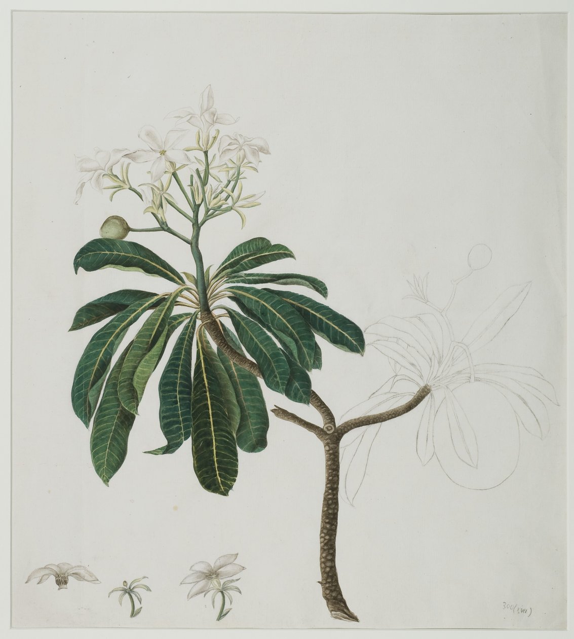 Cerbera manghas L., 1787 (wc paperilla) tekijältä Zayn al Din attr. to Zayn al Din attr. to