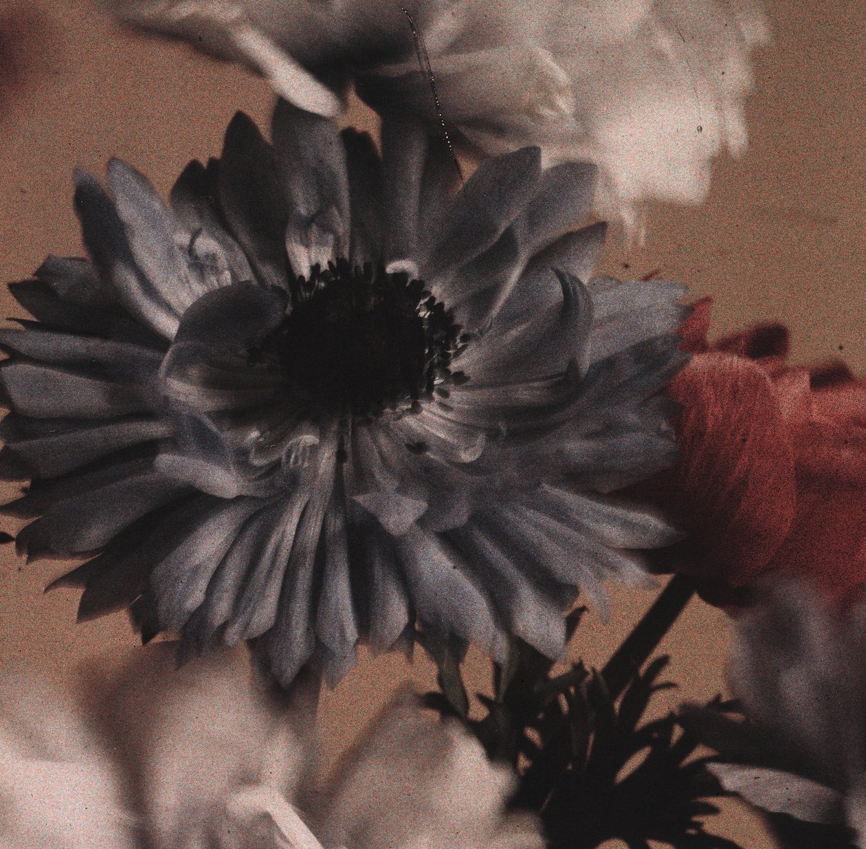 "Anemone-kukat" tekijältä Frederick (attr. to) Barnard
