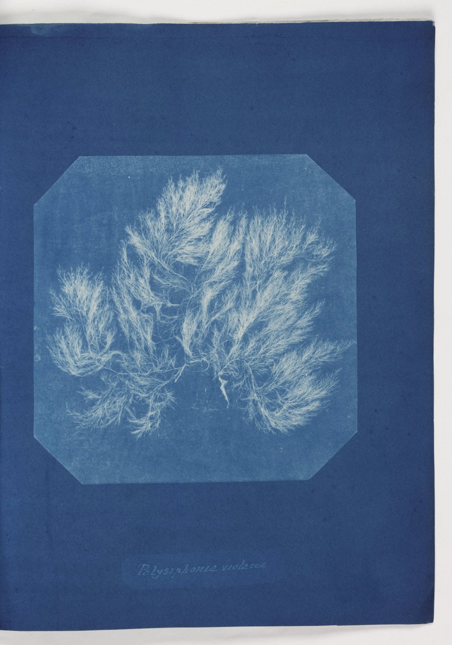 "Polysiphonia violacea" tekijältä Frederick (attr. to) Barnard