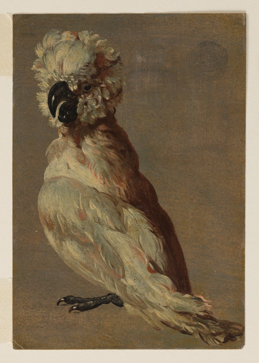 Valkoruskea kakadu tekijältä after Frans Snyders