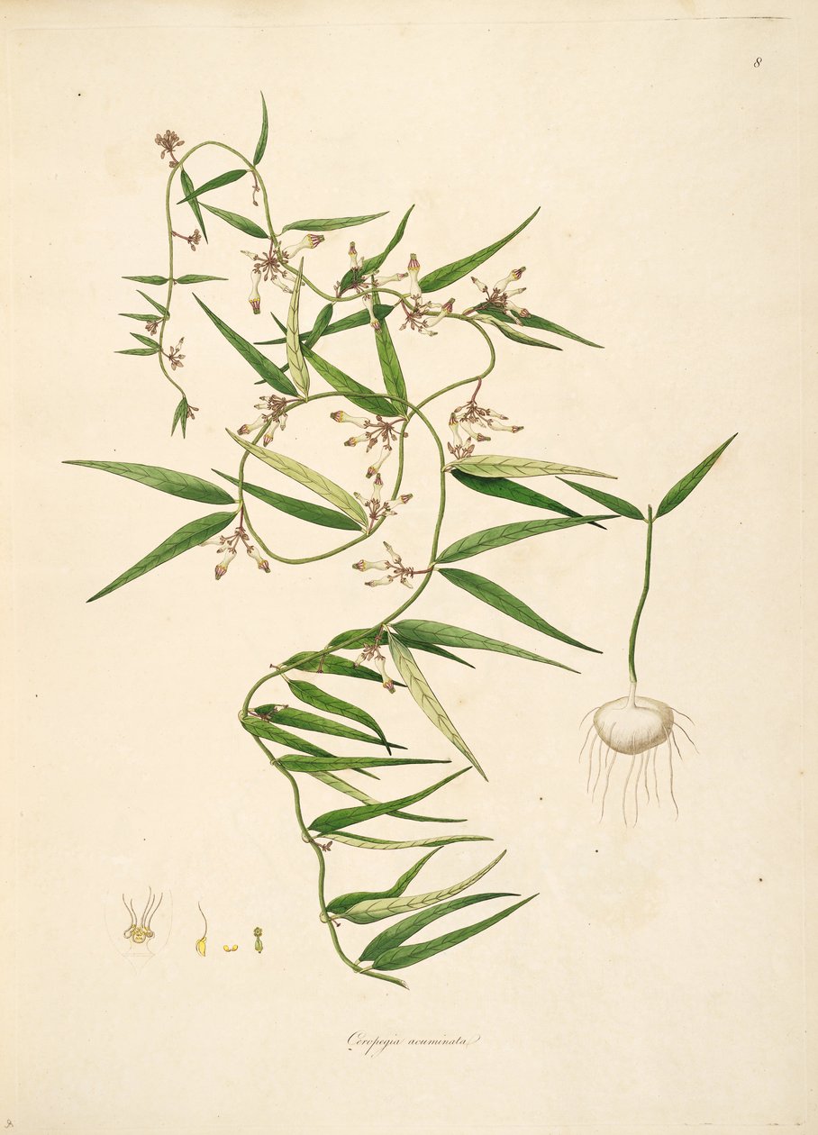 Kuva Ceropegia acuminatasta (= Ceropegia bulbosa), Apocynaceae, Asclepiadoideae tekijältä anonymus