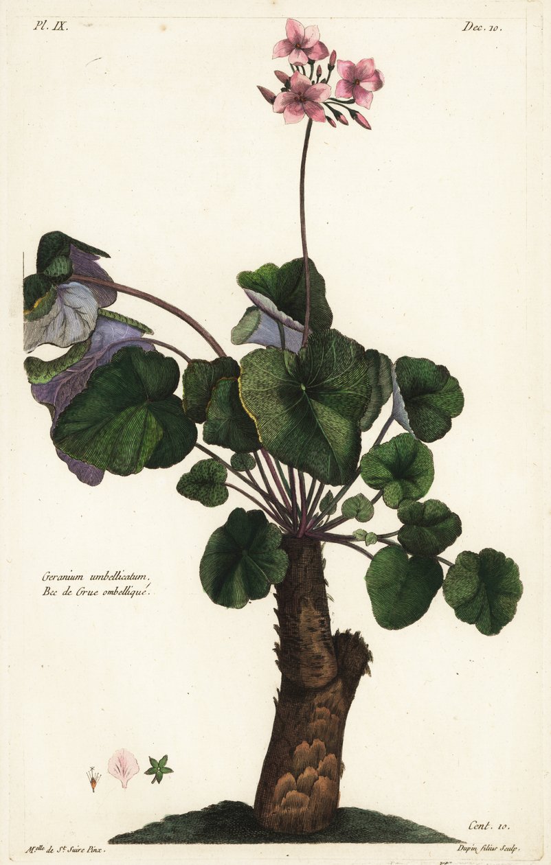 Ratkaisemattomat geraniumlajit, Geranium tekijältä the Younger Dupin