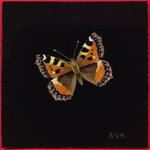 Pieni kilpikonnankuoriperhonen, 1998