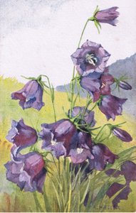 Sinikukka, Postikortti, 1940-luku