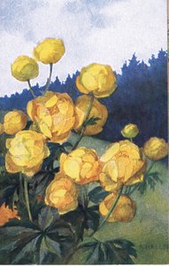 Keltainen kukka, postikortti, 1940-luku