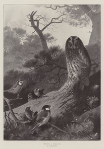 Metsapöllön ryöstäminen