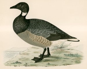Sepelhanhi