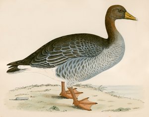 Grey Lag Goose