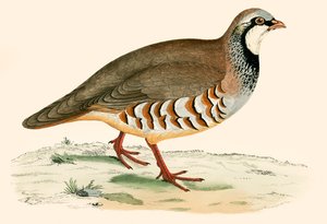 Red Legged Partridge