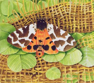 Tiger Moth, 1999 (akryyli paperille)