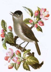 Black cap