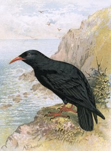 Chough