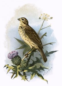 Yleinen bunting