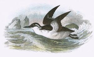 Tavallinen Guillemot