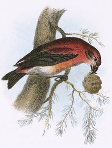 Crossbill