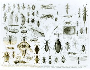 Entomologia hyönteiset (litho) (bw kuva)