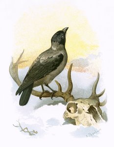 Hupullinen varis