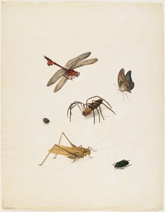 Hyönteiset, n. 1805 (muste, wc ja grafiitti paperille)