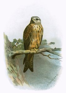 Leija