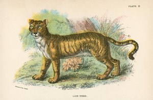 Leijona-tiikeri