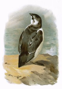 Pikku Auk